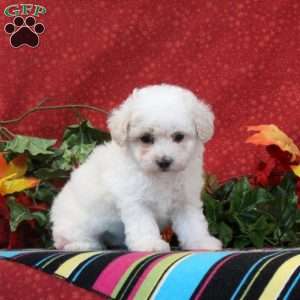 Peacock, Maltipoo Puppy
